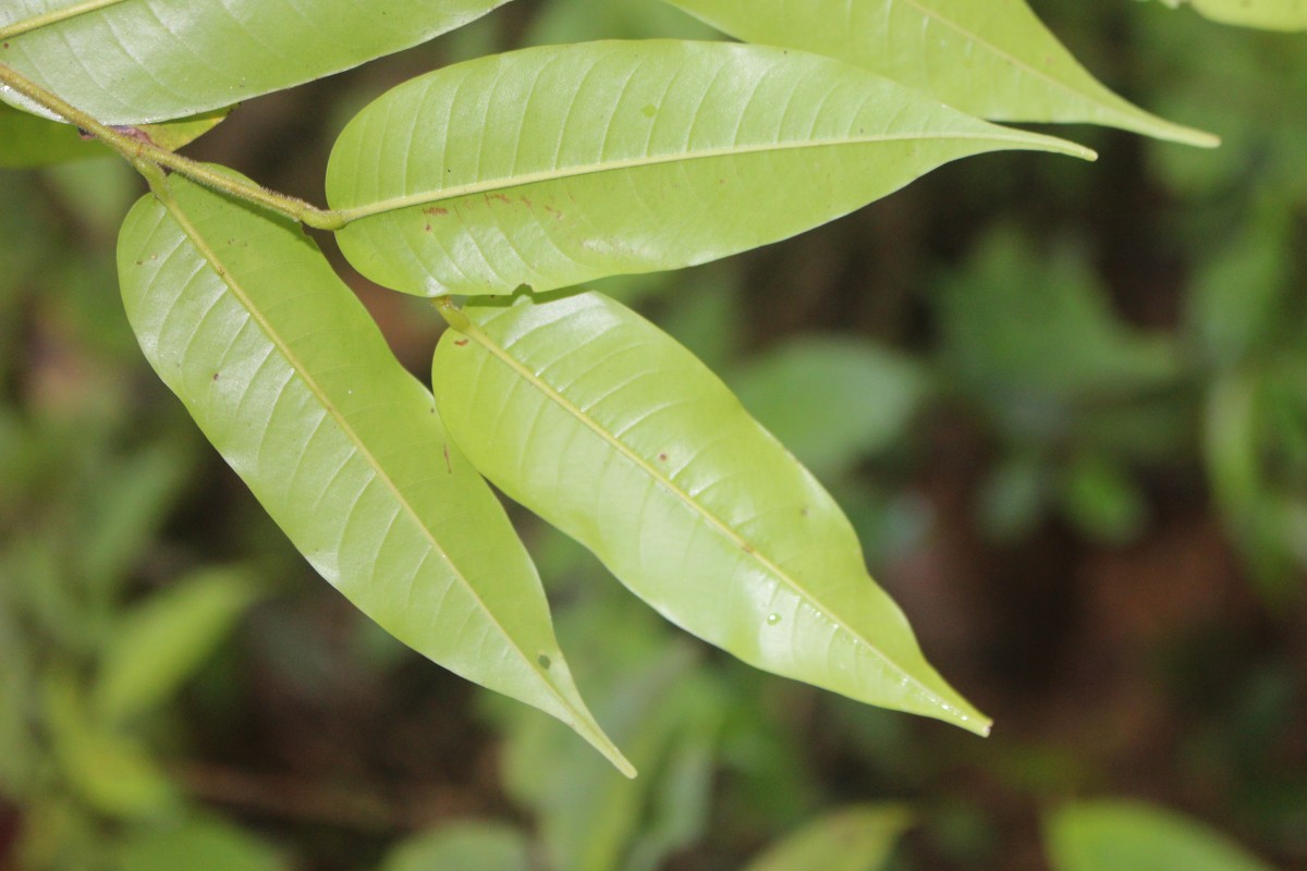 Doona trapezifolia Thwaites